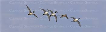 Banking Pintails Hunting Rear Window Graphic