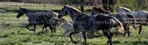 Wild Horses Rear Window Graphic