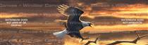 Sunset Bald Eagle Birds & Ducks Rear Window Graphic