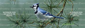 Blue Jay Birds & Ducks Rear Window Graphic