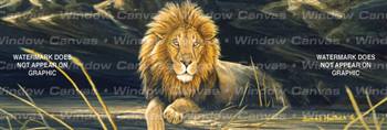 African Lion Feline Rear Window Graphic