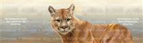 Cougar Feline Rear Window Graphic