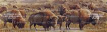 Buffalo Herd Wildlife Rear Window Graphic