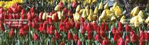 Tulip Field Nature Rear Window Graphic