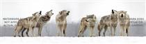 Wolf Pack Wildlife Rear Window Graphic