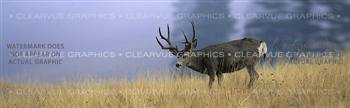 Buck Dream Wildlife Rear Window Graphic