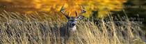 Autumn Buck Wildlife Rear Window Graphic