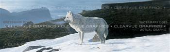 Artic Wolf Wildlife Rear Window Graphic