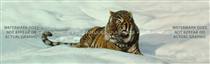 Stripes On Snow Wildlife Rear Window Graphic