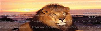 Beach Lion Wildlife Rear Window Graphic