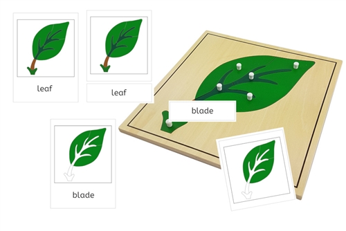 Parts of a Leaf 3-Part Cards (PDF)