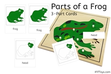 Parts of a Frog 3-Part Cards (PDF)