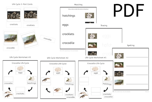 Crocodile Life Cycle 3-Part Cards & Worksheets (PDF)