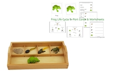 Life Cycle of a Frog with Sorting Tray