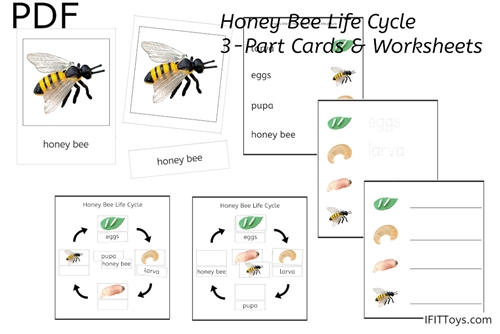 Honey Bee Life Cycle 3-Part Cards  & Worksheets  (PDF)