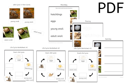 Snail Life Cycle 3-Part Cards & Worksheets (PDF)