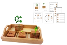 Life Cycle of a Green Bean Plant with Sorting Tray