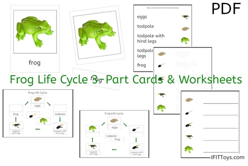 Frog Life Cycle 3-Part Cards & Worksheets (PDF)