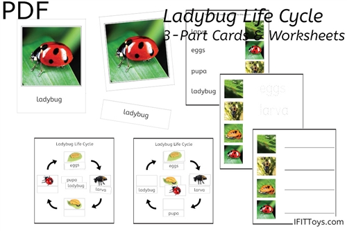 Ladybug Life Cycle 3-Part Cards & Worksheets (PDF)