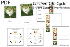 Chicken Life Cycle 3-Part Cards & Worksheets (PDF)