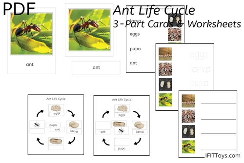 Ant Life Cycle 3-Part Cards & Worksheets (PDF)