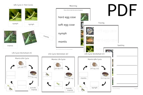 Mantis Life Cycle 3-Part Cards & Worksheets (PDF)