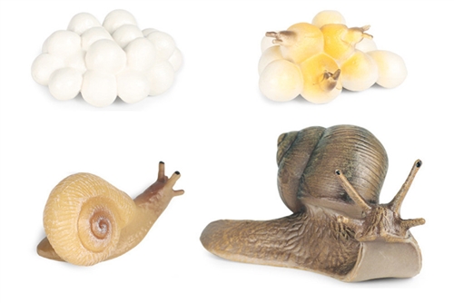 Life Cycle of a Snail