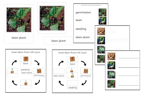 Green Bean Plant Life Cycle 3-Part Cards & Worksheets (PDF)