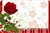 Red rose with scalloped border (Pack of 50 enclosure cards)