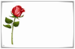 Single red rose with border (Pack of 50 enclosure cards)