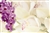 Orchid mix (Pack of 50 enclosure cards)