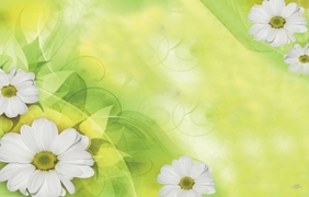 Daisies with yellow tulle and whisps (Pack of 50 enclosure cards)