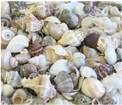 Assorted Seashell Mix (1 pound bag)