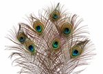 10"-20" Peacock Feathers (Pack of 25)