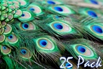 40" Peacock Feathers (Pack of 25)