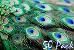 40" Peacock Feathers (Pack of 50)