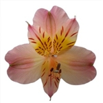 Lorena (Pink/Yellow) - Alstroemeria - 120 stems