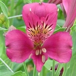 Napoli (Pink) - Alstroemeria - 120 stems