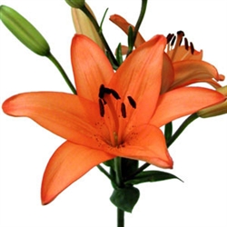 Orange - Asiatic Lily - 60 Stems