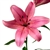 Pink - Asiatic Lily - 60 Stems