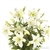 White - Asiatic Lily - 60 Stems