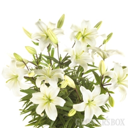 White - Asiatic Lily - 60 Stems