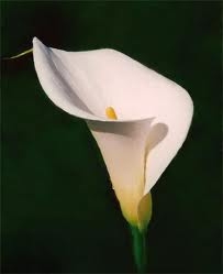 Standard White Premium Calla Lily - 75 Stems