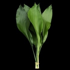 Aspidistra Floral Filler - 8 Bunches