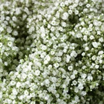 Babys Breath Filler - 8 Bunches (Million Star variety)