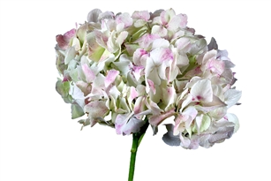 Jumbo Antique Green Hydrangea - 36 Stems