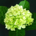 Mini Green Hydrangea - 36 Stems