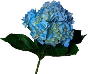 Blue Hydrangea - 36 Stems