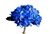 Shocking Blue Curacao Hydrangea - 50 Stems