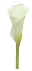 Crystal White-White Mini Calla Lily - 60 Stems